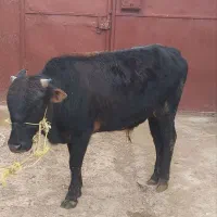 گوساله نر حدودا ۱۸۰ کیلو