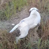 توله سگ شکاری لابرادور اصیل فول فول|سگ|لنگرود, |دیوار