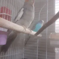 عروس هلندی و مرغ عشق ماده