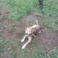 سگ نر گرگی نگهبان|سگ|سنگر, |دیوار