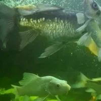 ماهی کوی شکم پر