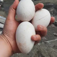 تخم قو غاز  ( لیندا )