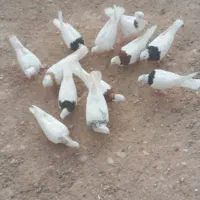 کفتر پرشی طوقی و المانی