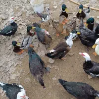 فروش اردک اسرائیلی ماده . اردک هوای