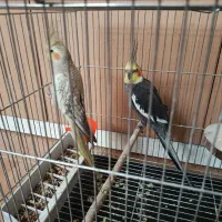 فروش عروس هلندی