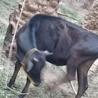 ۱۱۱۱۱۱۱۱۱۱۱۱