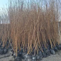 نهالستان درخت نهال انار بادام و پسته