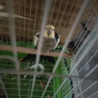 طوطی عروس جفت مولد|پرنده|هشتگرد, هیو|دیوار