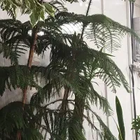 کاج مطبق