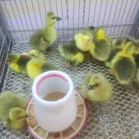 جوجه غاز تخمی و گوشتی حسین زاده