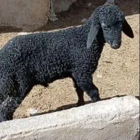 قوچ قره قزل سیاه