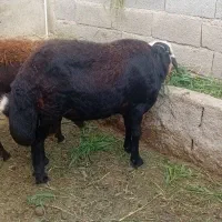 قوچ افشار جوان