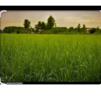 فروش نشا برنج(تیم برنج چمپه)