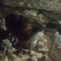 ژرمن شپرد ماده اصلی  8تومن