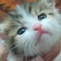 واگذاری گربه