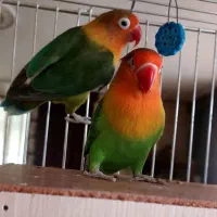 ۲ عدد طوطی برزیلی نر و ماده