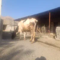 گاو دوم شکم هلشتین ۶ ماه آبستن
