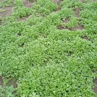 نهال گوجه قرمز