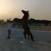 اسب|اسب و تجهیزات اسب‌سواری|مود, |دیوار