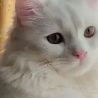 واگذاری دو عدد گربه پرشین کلاسیک نر و ماده|گربه|تربت‌حیدریه, بوستان باغ ملی|دیوار