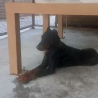 سگ دوبرمن نر صد درصد با اصالت|سگ|شیراز, شهرک صنعتی شیراز|دیوار