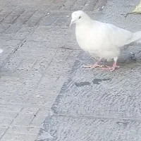 کبوتر|پرنده|اصفهان, بوستان ناژوان|دیوار