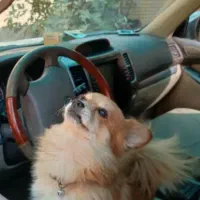 سگ پامر روباهی خوشگل و بازیگوش پامراین