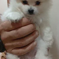 سگ پامرین سفید خرسی نر 70 روزه