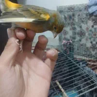 قناری بکوب به شرط