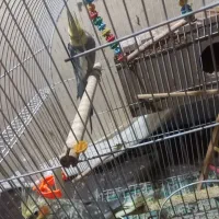 یک جفت عروس هلندی سالم همراه با ۴ عدد تخم