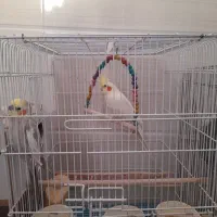 عروس هلندی|پرنده|مبارکه, |دیوار