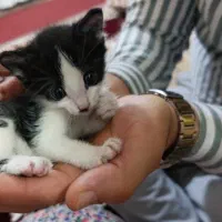 واگذاری رایگان بچه گربه دوست‌داشتنی در پیرانشهر