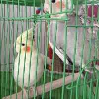 طوطی عروس هلندی|پرنده|ساری, |دیوار