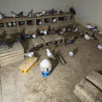 کبوتر تهرانی زوردار چمچمال پل شاهی بین صحنه بیستون