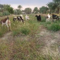 بز کهره گوسفند چپش|حیوانات مزرعه|رودان, |دیوار