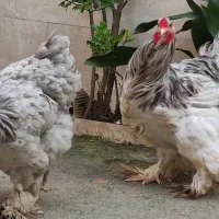 فروش جفت مرغ و خروس برهما (امپراطور) امپراتور