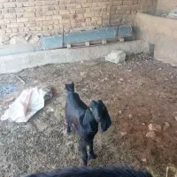 کهره ماده داشتی ترکی