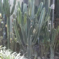 دنیای کاکتوس