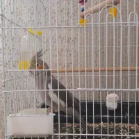 عروس هلندی سینامون|پرنده|قرچک, میرزائی جنوبی|دیوار