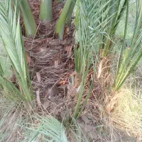 پاجوش کلوته 50 عدد