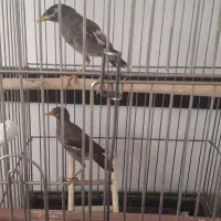مرغ مینا دوعدد جفت،