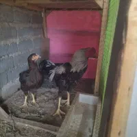 مرغ و خروس لاری