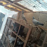 کبوتر مسافتی و پروازی|پرنده|ماسال, |دیوار