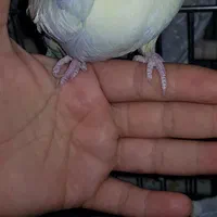 جوجه طوطی عروس|پرنده|کرج, برغان|دیوار