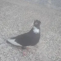 کفتر پلنگ|پرنده|کرمان, |دیوار