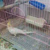 یک جفت عروس هلندی بالغ نروماده|پرنده|سهند, |دیوار