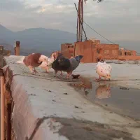 کفتر یا کبوتر معاوضه وفروش|پرنده|قدس, شهرقدس|دیوار