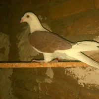 پلاکی ماده ها م