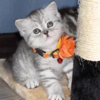 بچه گربه بریتیش شورت هیر