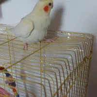 عروس لوتینو